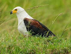 African Fish Eagle