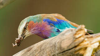 Lilac-breasted Roller