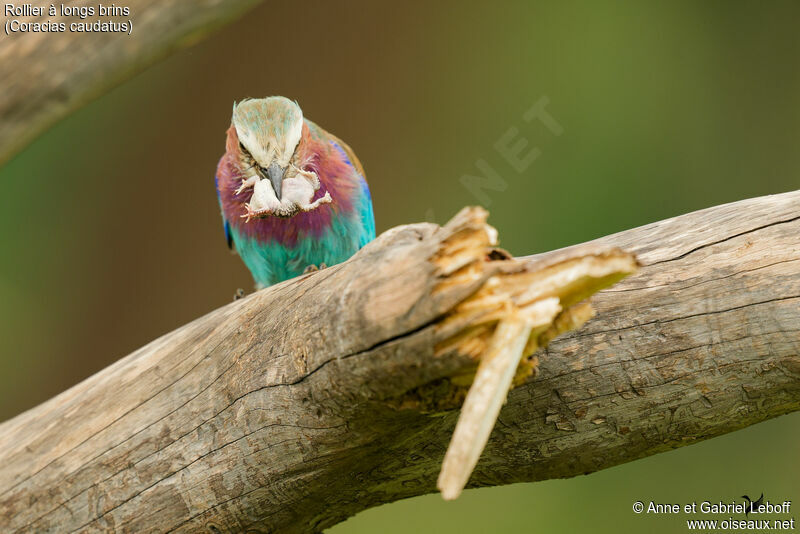 Lilac-breasted Roller, fishing/hunting