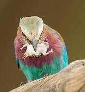 Lilac-breasted Roller