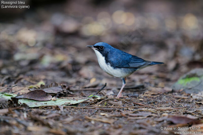 Siberian Blue Robin male adult breeding