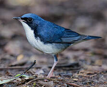 Siberian Blue Robin