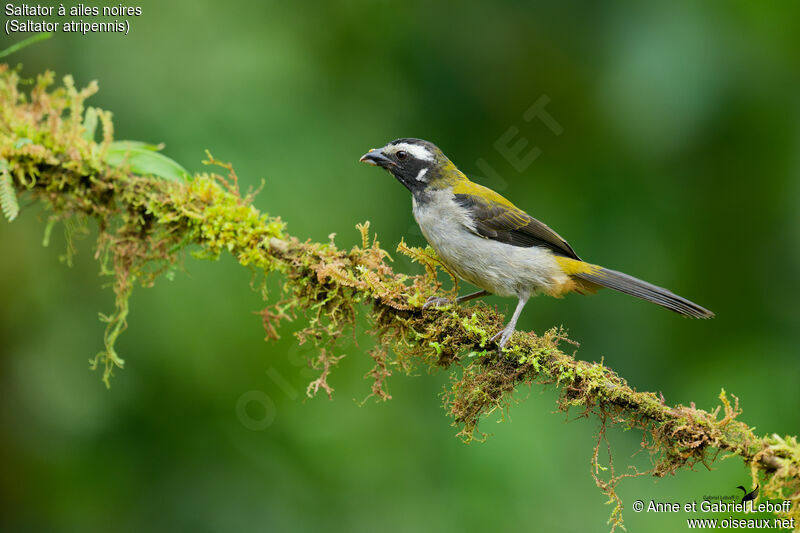 Black-winged Saltator