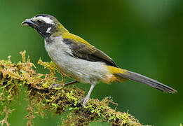 Black-winged Saltator