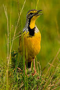 Yellow-throated Longclaw