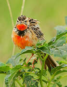 Rosy-throated Longclaw