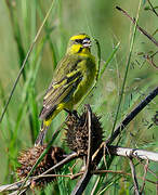 Yellow-fronted Canary