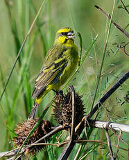 Serin du Mozambique