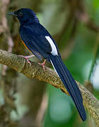 White-rumped Shama