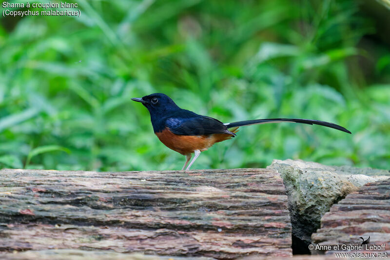 White-rumped Shama male