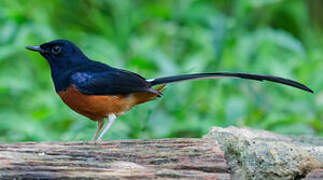 White-rumped Shama