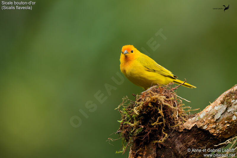 Saffron Finch