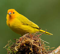 Saffron Finch