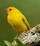 Saffron Finch