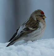 Redpoll