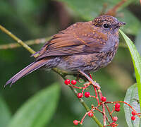 Andean Solitaire