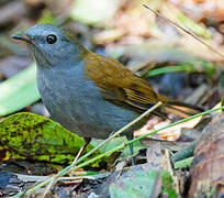 Andean Solitaire