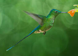 Long-tailed Sylph