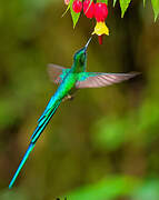 Long-tailed Sylph