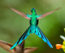 Long-tailed Sylph