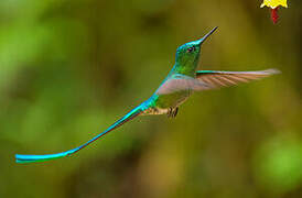 Long-tailed Sylph