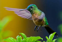 Long-tailed Sylph