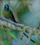 Violet-tailed Sylph