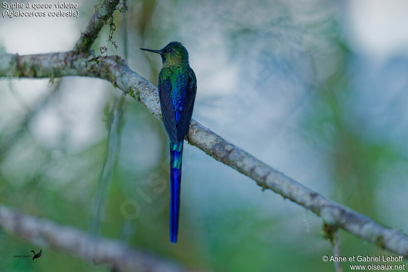 Violet-tailed Sylph male adult