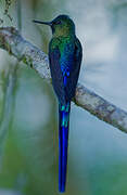 Violet-tailed Sylph