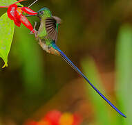 Violet-tailed Sylph