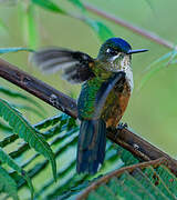 Violet-tailed Sylph