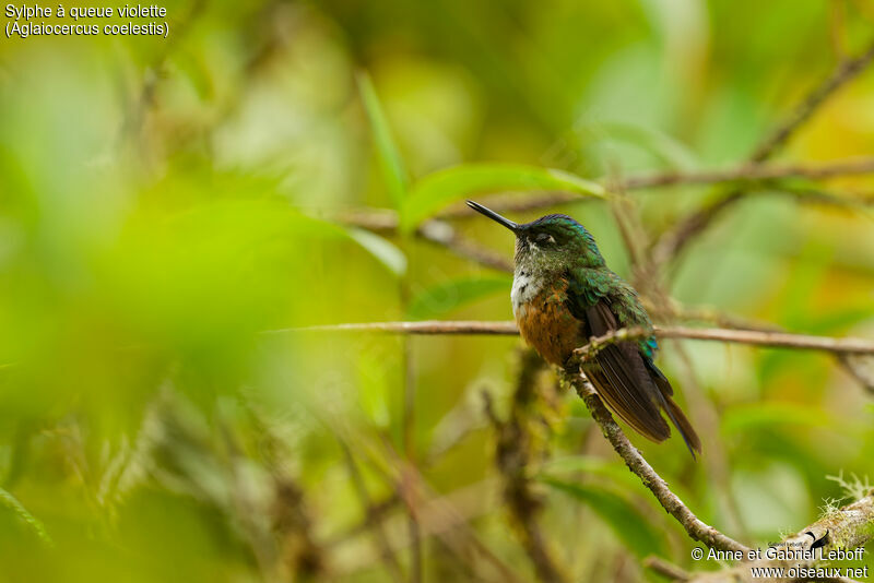 Violet-tailed Sylph female adult