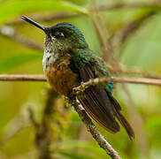 Violet-tailed Sylph