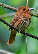 White-whiskered Puffbird