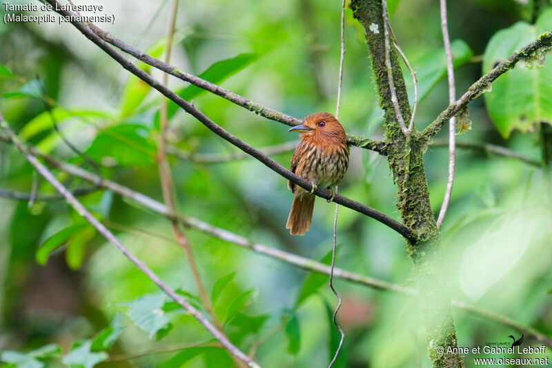 White-whiskered Puffbird