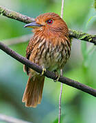 White-whiskered Puffbird