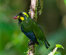 Gold-ringed Tanager