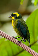 Gold-ringed Tanager