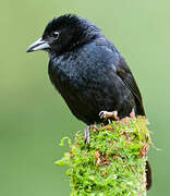 White-lined Tanager