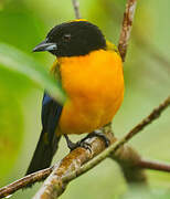 Black-chinned Mountain Tanager