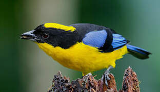 Blue-winged Mountain Tanager