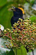 Tawny-crested Tanager