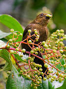 Tawny-crested Tanager