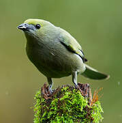 Palm Tanager