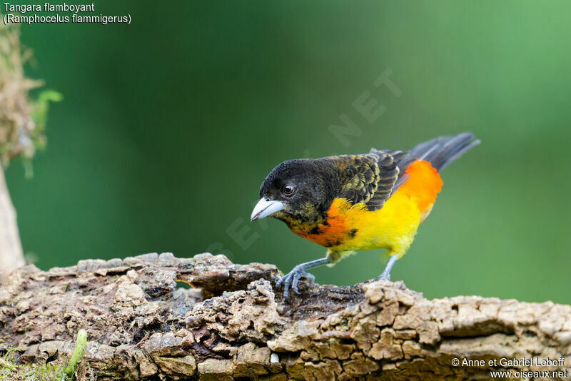 Flame-rumped Tanager female