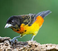 Flame-rumped Tanager