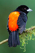 Flame-rumped Tanager