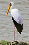 Tantale ibis