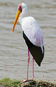 Yellow-billed Stork