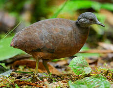 Little Tinamou